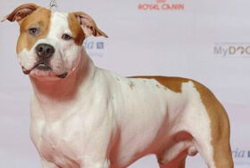 Olbia, due cani di razza incappucciati e impiccati