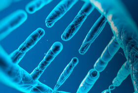 Influenza aviaria H5N1 nei gatti: FNOVI richiama alla corretta informazione e rassicura cittadini e professionisti