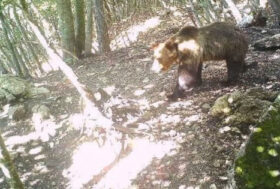 TRENTO, M49 SI DIRIGE VERSO LA VALSUGANA. DUBBI SUL RADIOCOLLARE