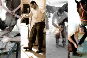 La nuova pagina del cavallo ti porterà verso la conoscenza e il naturale amore per questo animale