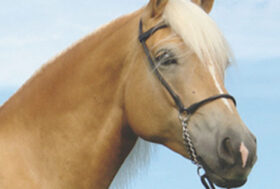 Il cavallo prova dolore? Potrebbe avere bisogno di aiuto