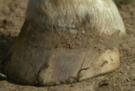 SOS fango: i consigli del veterinario, esperto in podologia e mascalcia, Piermario Giongo