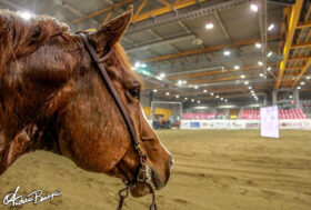 Al via il progetto delle Scuole Federali Equitazione Americana Reining