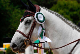Cavallo atleta: adesso è legge!