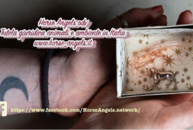 Vittoria per la petizione di Horse Angels a tutela dei cavalli in epoca Covid19 su Change.org