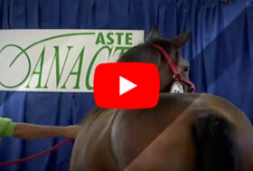 ANACT VI DA APPUNTAMENTO ALLE PROSSIME ASTE IL 27 SETTEMBRE, IPPODROMO LA MAURA MILANO