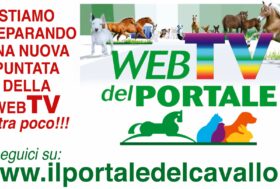 Giovedi 23 Dicembre alle ore 21:00 è andata in onda la 7a puntata della Web TV del Portale