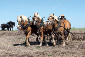 Attacchi: la Tradizione guarda al Futuro