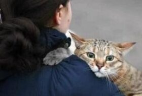 Emergenza Ucraina: Il Ministero della Salute adotta misure per l’ingresso di animali domestici al seguito dei rifugiati provenienti dall’Ucraina