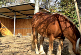 Nord Piave: Cavallo al paddock