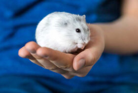 Decreto e Formazione: sperimentazione e deontologia