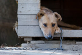 Zoomafia: in Sicilia il record dei maltrattamenti