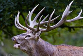 Potenza, Carabinieri salvano cervo caduto nel torrente Frida