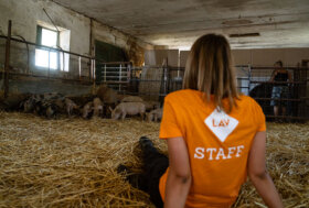 Il 4 febbraio 2023 open days delle sedi LAV, a Milano evento a tema su “moda animal free”