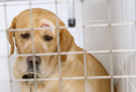 Caserta, scoperto “carcere” dei cani: 18 rinchiusi nei box fra rifiuti