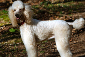Milano, cuccioli di cane venduti illegalmente: due denunce