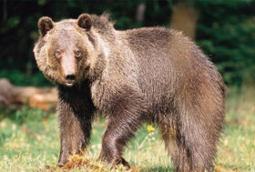 LAV: Lettera aperta al Presidente della Provincia Autonoma di Trento Maurizio Fugatti su gestione attività degli orsi