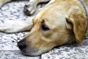 Un’altra innocente vittima dei bocconi avvelenati a Gorlago (Bergamo)