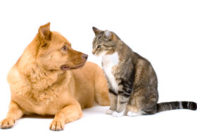 Pet Economy: 19 milioni di cani e gatti nelle case degli italiani