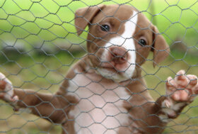 Commercio di cuccioli di cane: intera famiglia arrestata a Bergamo per truffa e frode