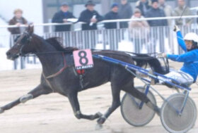 Torino: cavalla rubata, abbandonata e morta investita