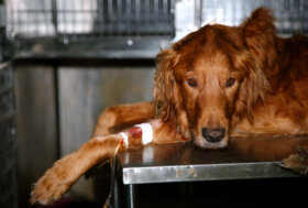 LAV, Legge di Bilancio: bocciata la proposta di riduzione dell’IVA sulle prestazioni veterinarie