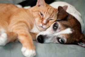 LAV: Adottare un cane o un gatto, i nostri consigli per una scelta consapevole