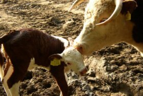 Un intero gregge sgozzato in una notte, animali torturati in una cascina