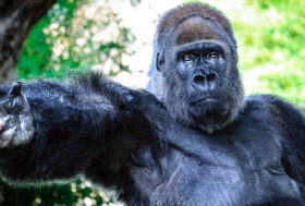 Salviamo Riù il “gorilla triste”, rinchiuso da tantissimi anni in uno zoo della Puglia
