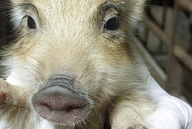 Basta alla mattanza dei cinghiali a Roma!