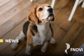 Conchectomia. Dal 1 gennaio in vigore le modifiche al regolamento generale delle manifestazioni ENCI