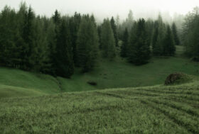 LAV: Uomo rinvenuto morto nei boschi del Trentino: chiediamo scrupolose indagini con il supporto della medicina forense veterinaria