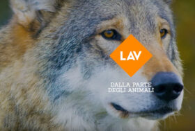 LAV: Caccia; si chiude la stagione venatoria, una carneficina immane spacciata per protezione dell’ambiente alla quale ora si aggiunge anche la condanna a morte di 160 lupi l’anno