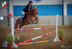 Trionfo a Travagliato: “Lo Splendore del Cavallo Haflinger nei campi gara” PSRN Equinbio.2