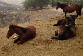 West Nile, Italia al primo posto in Europa