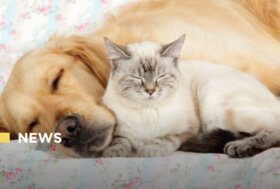 Sostegno alle spese relative agli animali di affezione