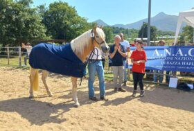 Patrica 2025: La prima mostra Haflinger nel cuore del Lazio