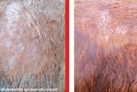 Cos’è la DER? Quando si verifica? Quali sono le zone colpite