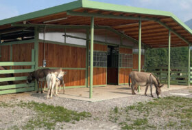 Box o Capannina: i consigli di Nord Piave, azienda specializzata in strutture per l’Ippica