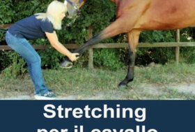 Stretching per il cavallo