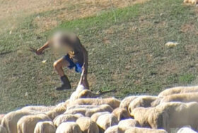 Andranno a giudizio i pastori che prendevano a calci gli agnelli e che, per il PM, non avevano colpe!