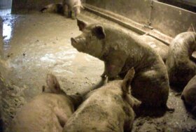 Sentenza storica: condannati per maltrattamento di animali i titolari e un dipendente di un allevamento intensivo di suini