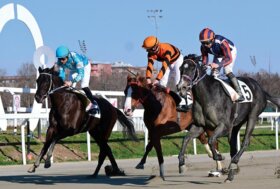 Il sabato di galoppo all’ippodromo Snai San Siro premia la tenacia di Bridge Ashi Kun, che vince al fotofinish, e del ‘tuffo’ in avanti di My Little Niece