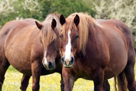 Pascolo e sostenibilità: un paradigma innovativo